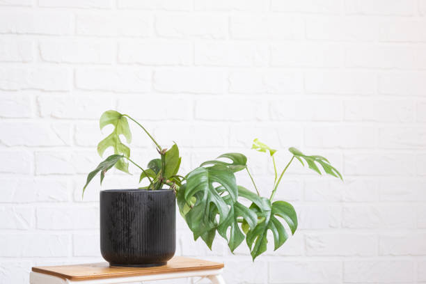 istock Monstera Minima Rhaphidophora TETRASPERMA close-up leaf in interior on whtite brick wall. Potted house plants, green home decor, care and cultivation 1479796820