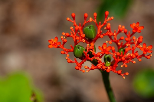 Flowers and fruits of a gout plant, Jatropha podagrica