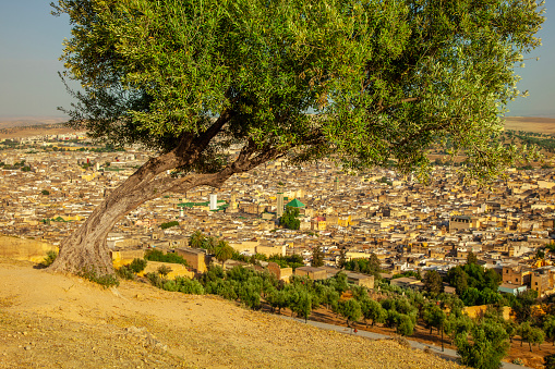 Panorama of the Fes (Fez) and Old olive-tree in Morocco.