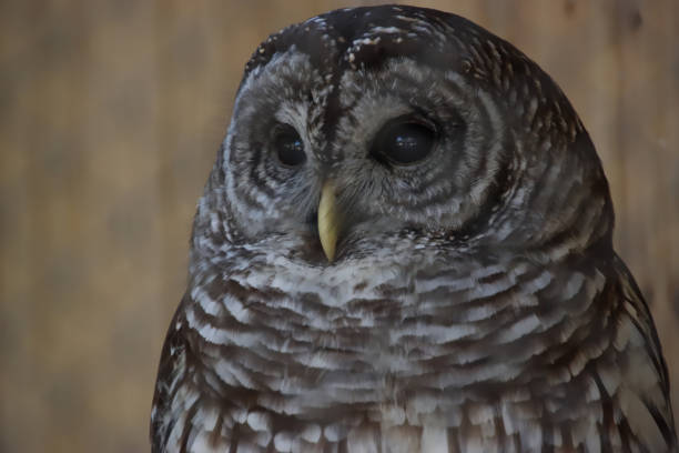 istock Face of an Owl 1479799062