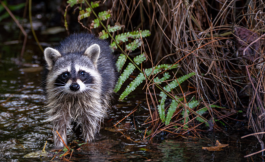 Full body of relaxing common lotor procyon raccoon on the tree branch. Photography of lively nature and wildlife.