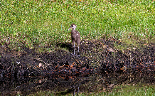 Wild limpkin in the beautiful natural surroundings of Orlando Wetlands Park in central Florida.  The park is a large marsh area which is home to numerous birds, mammals, and reptiles.