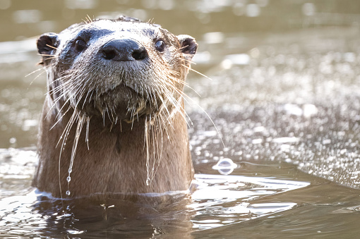 close up view of a river otter looking at camera