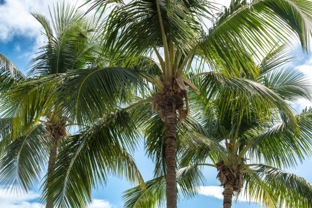 istock Palm trees in Miami 1479801759