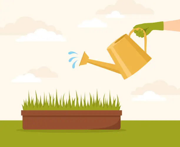 Vector illustration of A hand in a rubber glove watering a seedling in a box from a watering can. Flat vector illustration