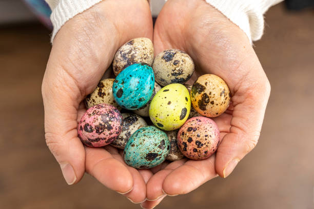 colorful easter eggs in women's hands. quail eggs