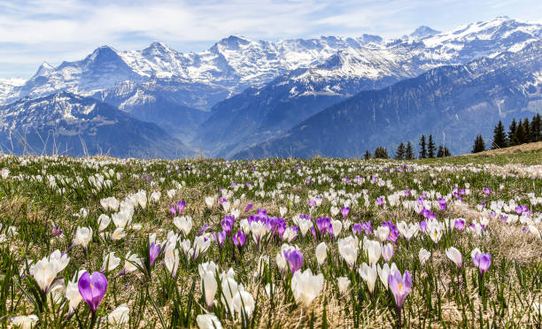 istock Wild crocus flowers on the alps in early spring - focus stacking 1479803891