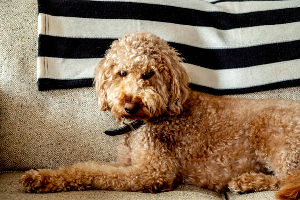 istock Goldendoodle puppy 1479806060