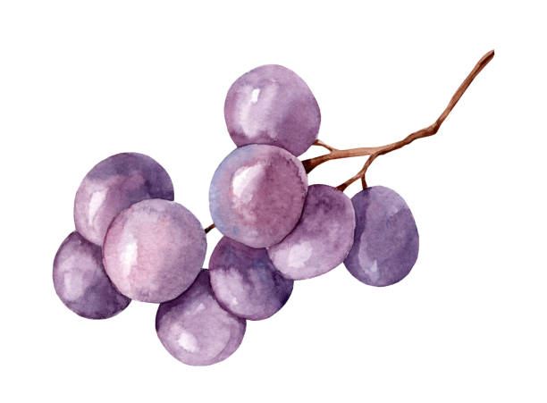 akwarelowy obraz kiści czarnych winogron - red grape illustrations stock illustrations