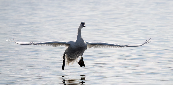 Swan landing on water, Oslo Fjord