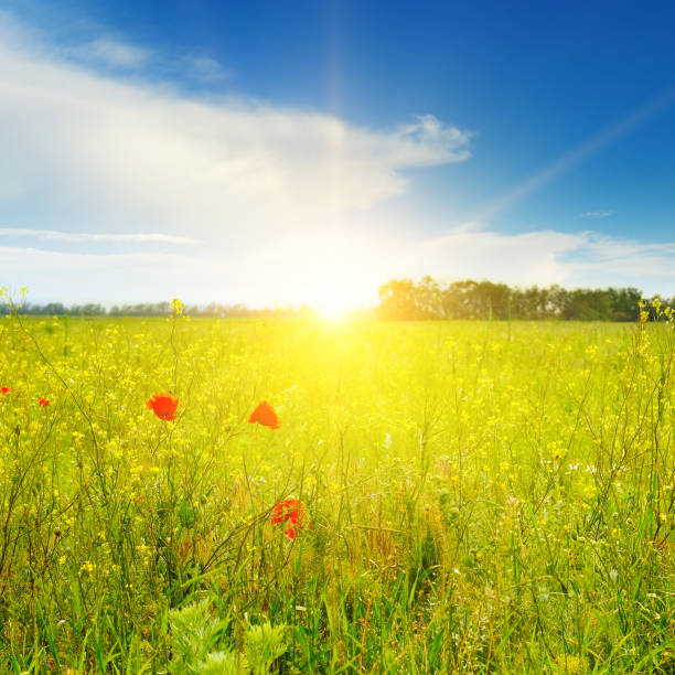 poppies に太陽の光線フィールド - 朝日 ストックフォトと画像