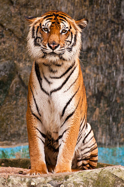 istock Indochinese Tiger 147981166