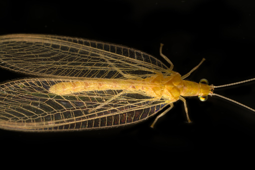 Golden-eyed Lacewing (Chrysopa carnea) on black background ultra macro. Cow-eyed Juno, beauty-insect with delicate wings, like enchantress-nymph in ball gown under veil, but ... ruthless predator