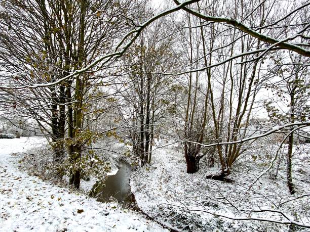 istock A snowy scene in a park in winter in England 1479813036