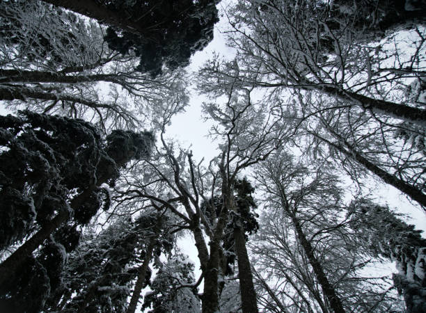trees tend to the sky Natural grandeur and beauty. Old forest with tall trees in winter. View from below, trees tend to sky. Columnar Eastern spruce trees stand out. Green Belt program and reforestation, decarbonization oriental spruce stock pictures, royalty-free photos & images