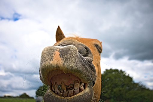 Funny Horse With Bad teeth