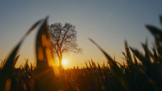 SLO MO Meadow and a lonely tree at a beautiful sunset with sun rays