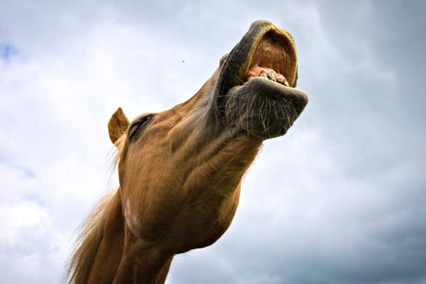istock Funny screaming horse 1479816196