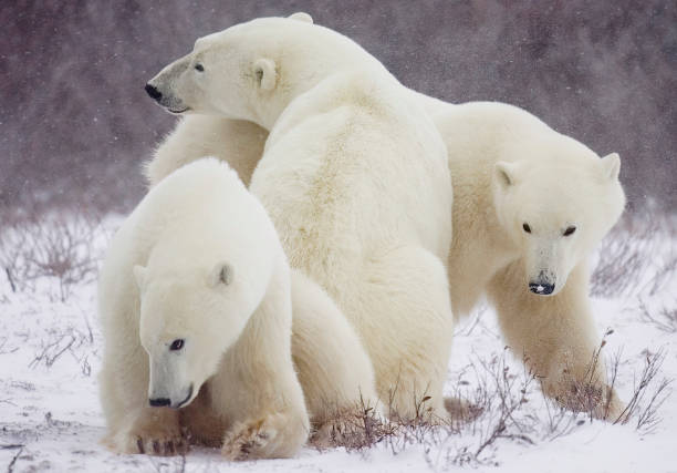 istock Polar Bears Churchill Manitoba 1479816431