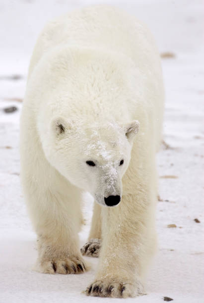 istock Polar Bears Churchill Manitoba 1479816442