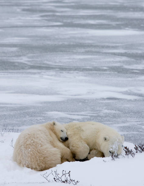 istock Polar Bears Churchill Manitoba 1479816452