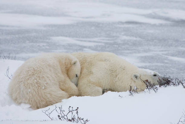 istock Polar Bears Churchill Manitoba 1479816467