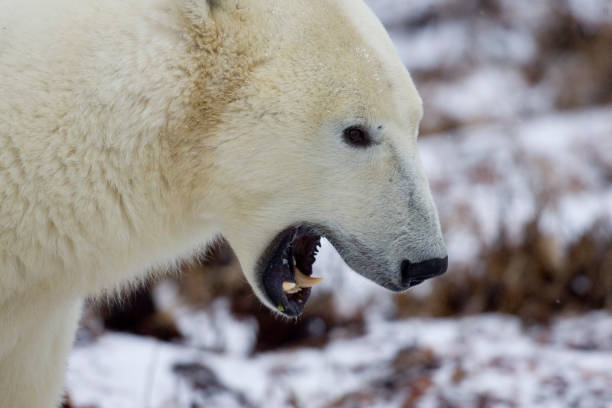istock Polar Bears Churchill Manitoba 1479816485