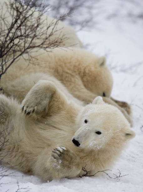 istock Polar Bears Churchill Manitoba 1479816486