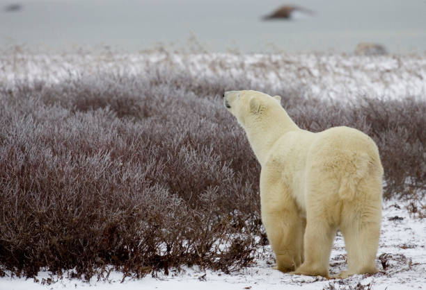 istock Polar Bears Churchill Manitoba 1479816521