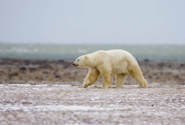istock Polar Bears Churchill Manitoba 1479816531