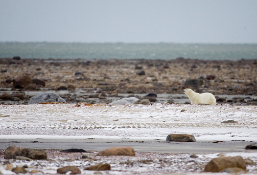 One polar bear (Ursus maritimus) in the Churchill willows along the Hudson Bay, waiting for the bay to freeze over so it can begin the hunt for ringed seals.\n\nTaken in Cape Churchill, Manitoba, Canada.