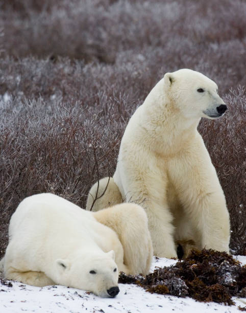 istock Polar Bears Churchill Manitoba 1479816574