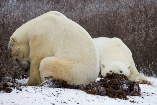 istock Polar Bears Churchill Manitoba 1479816583