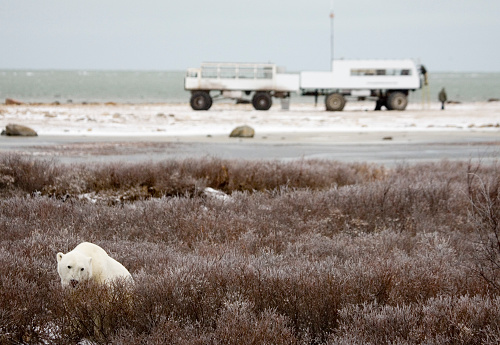CHURCHILL, MANITOBA, CANADA, - NOVEMBER :   Polar bears are seen along the shores of Hudsons Bay, Nov., 2006, in Churchill, Manitoba, Canada.