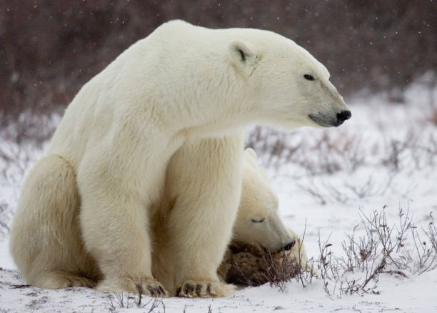 istock Polar Bears Churchill Manitoba 1479817204