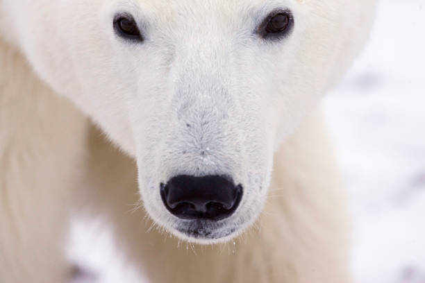 istock Polar Bears Churchill Manitoba 1479817236