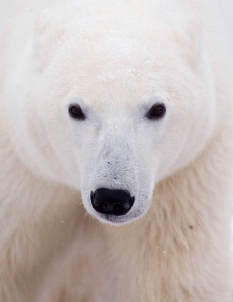istock Polar Bears Churchill Manitoba 1479817237
