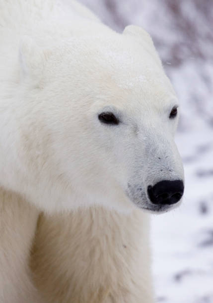 istock Polar Bears Churchill Manitoba 1479817238