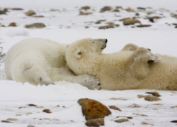 istock Polar Bears Churchill Manitoba 1479817239