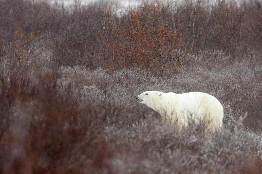 CHURCHILL, MANITOBA, CANADA, - NOVEMBER :   Polar bears are seen along the shores of Hudsons Bay, Nov., 2006, in Churchill, Manitoba, Canada. (Photo by Johnny Hayward/Getty Images)