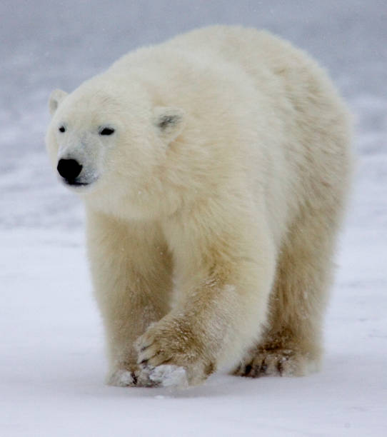 istock Polar Bears Churchill Manitoba 1479817253