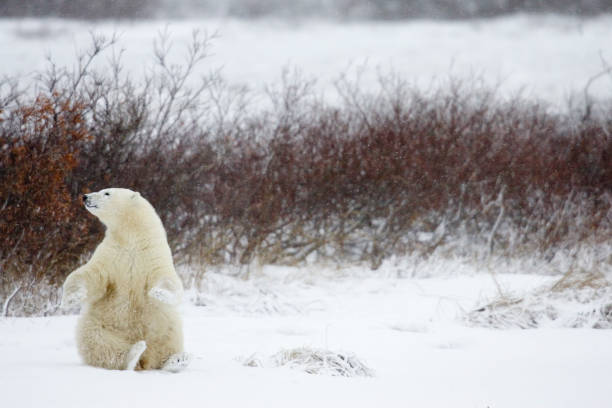 istock Polar Bears Churchill Manitoba 1479817265