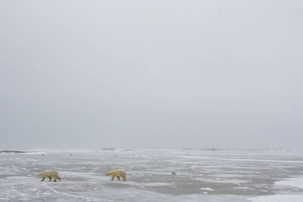 istock Polar Bears Churchill Manitoba 1479817274