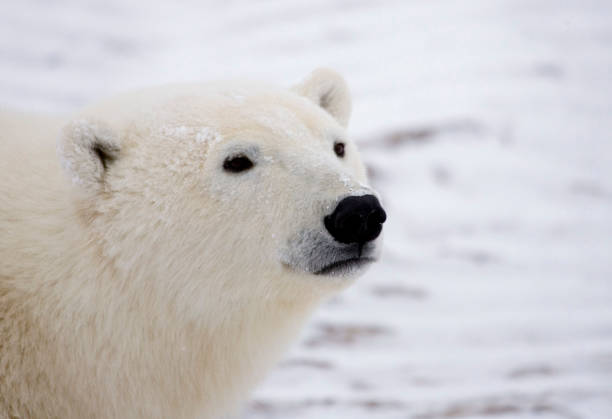 istock Polar Bears Churchill Manitoba 1479817276