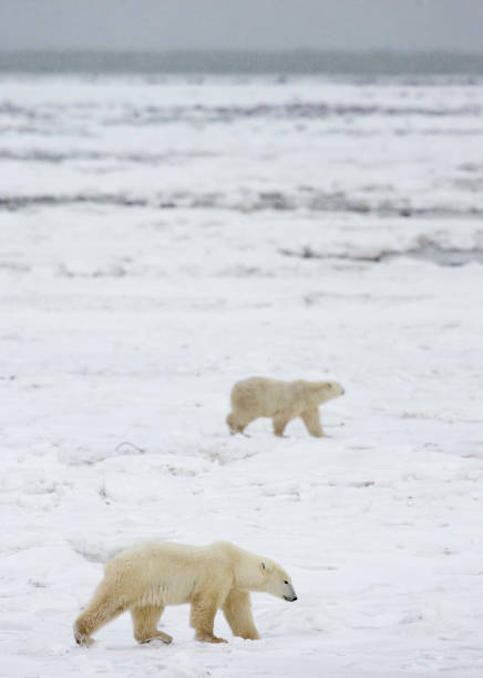 istock Polar Bears Churchill Manitoba 1479817298