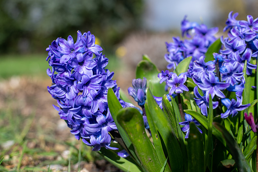 Bluebell - Scilla siberica, blue flowers in late spring