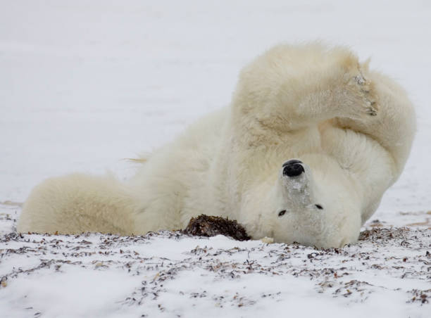 istock Polar Bears Churchill Manitoba 1479817308