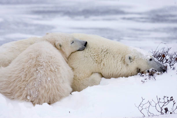 istock Polar Bears Churchill Manitoba 1479817310