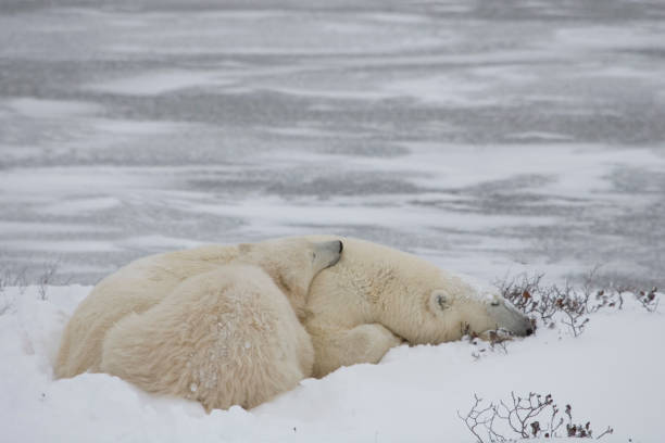 istock Polar Bears Churchill Manitoba 1479817311