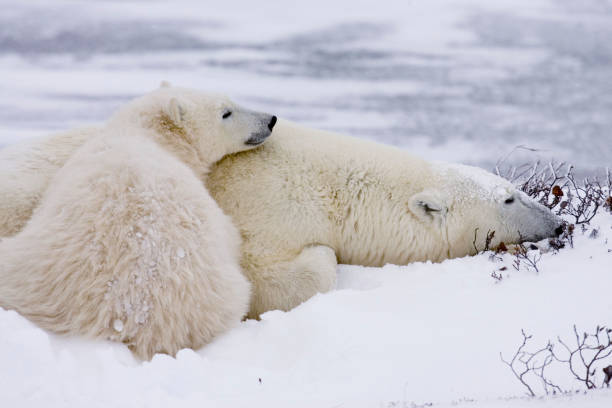 istock Polar Bears Churchill Manitoba 1479817318